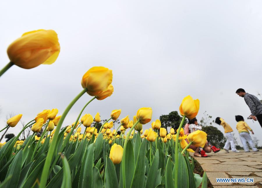 CHINA-GUANGXI-LIUZHOU-TULIP (CN)